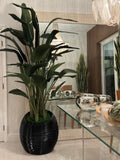 Bird of Paradise in Black Spiral Planter