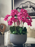 Pink Fucsia Orchids In Glossy Grey Fiberstone Bowl